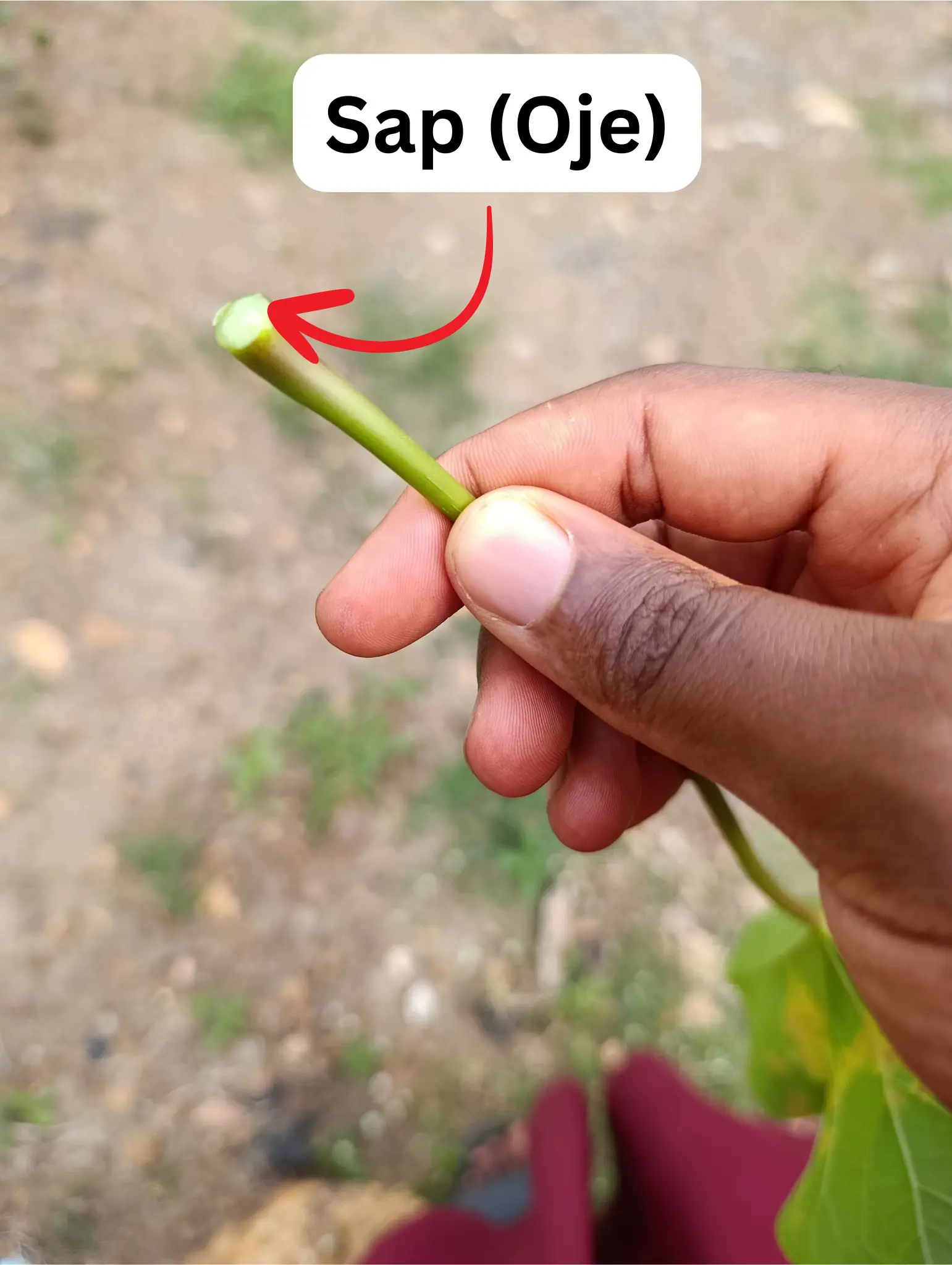 Oje Eka Lapalapa Funfun - Jatropha Curcsas Stem's Sap - Yoruba Nigeria Traditional Herb