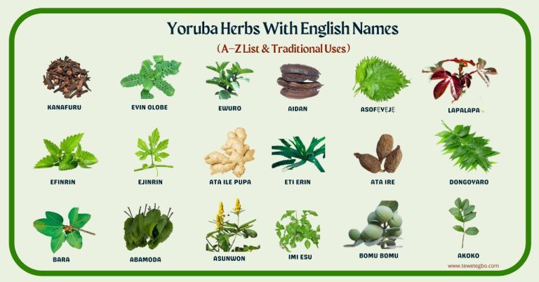 yoruba herbs with english names