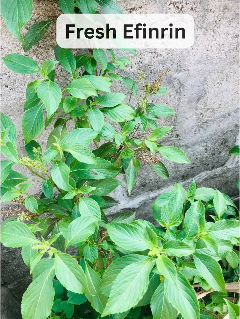 Efinrin - Fresh Scent Leaf - Yoruba Nigeria Traditional Herb