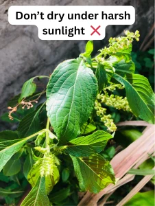 Efinrin - Scent Leaf Under sunlight - Yoruba Nigeria Traditional Herb