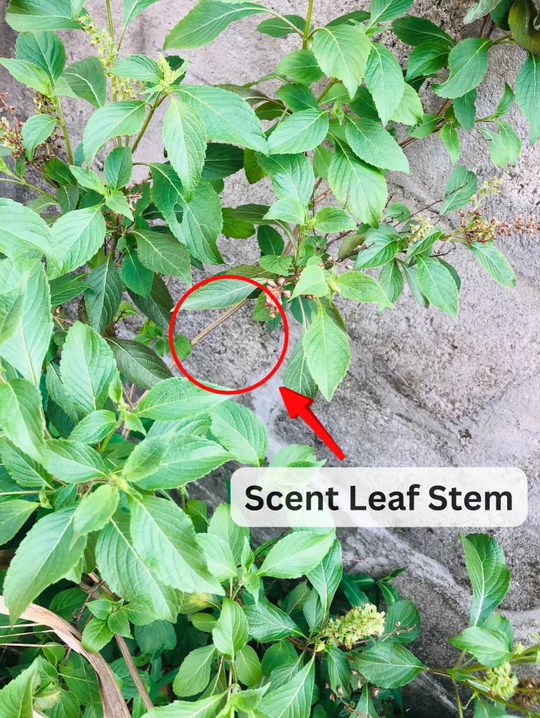 Eka Efinrin - Scent Leaf Stem - Yoruba Nigeria Traditional Herb