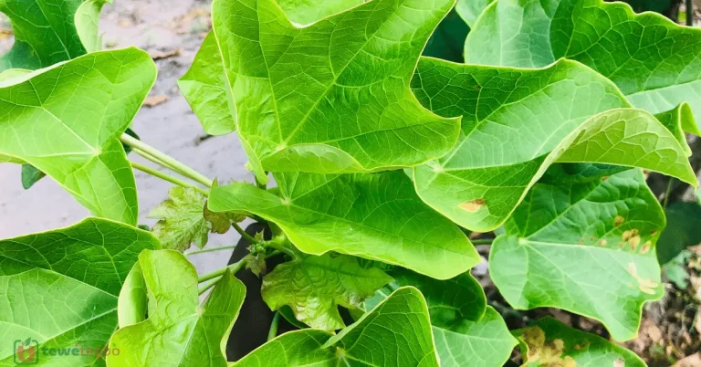 Ewe Lapalapa Funfun (Jatropha Curcas) – Yoruba medicinal herb for constipation, mouth infection, malaria – Traditional Nigerian herbal medicine