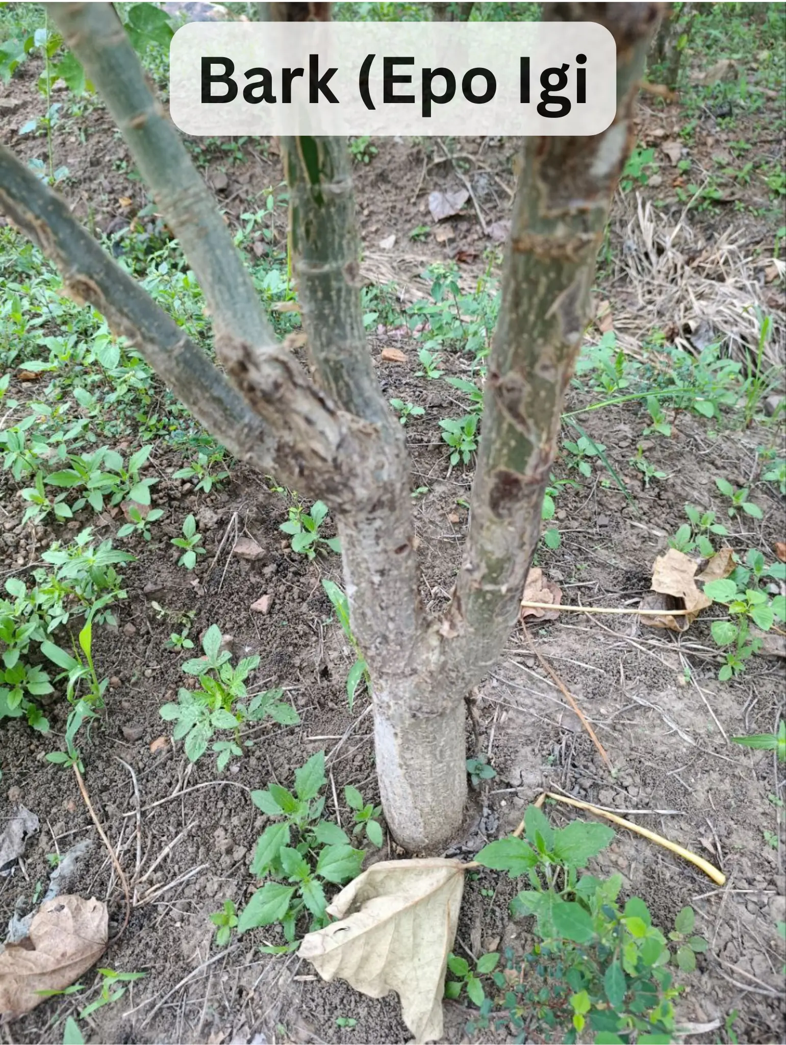 Epo Igi Lapalapa Funfun - Jatropha Curcsas Bark - Yoruba Nigeria Traditional Herb