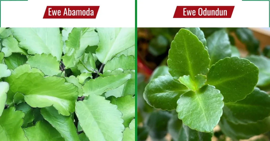 Side-by-side photo of Ewe Abamoda (Bryophyllum pinnatum) and Ewe Odundun (Kalanchoe crenata) leaves for visual comparison