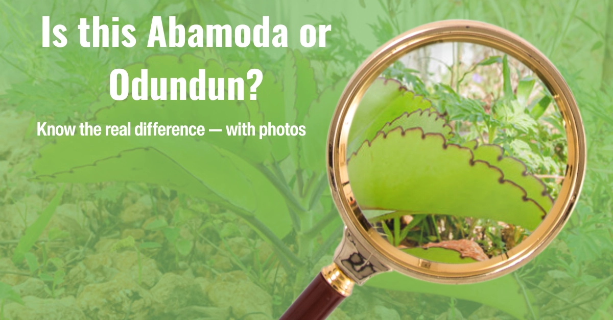 Visual question showing Ewe Abamoda and Odundun with text asking how to tell them apart