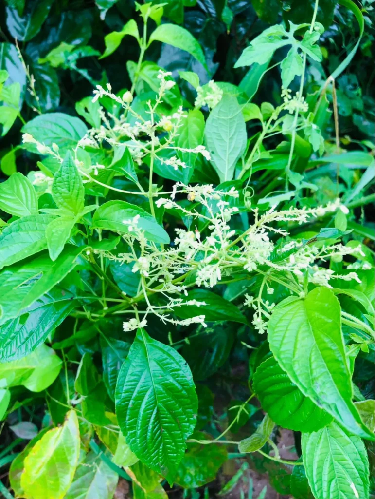 Large forest-like leaves of Efinrin identified as Efinrin Igbo, also called Efinrin Nla, a traditional Nigerian scent leaf variety recognized in herbal practice.