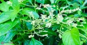 Ewe Efinrin Nla (Efinrin Igbo) – Yoruba medicinal herb for typhoid fever – Traditional Nigerian herbal medicine