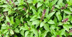 Ewe Efinrin Obuniru – Yoruba medicinal herb for typhoid fever – Traditional Nigerian herbal medicine