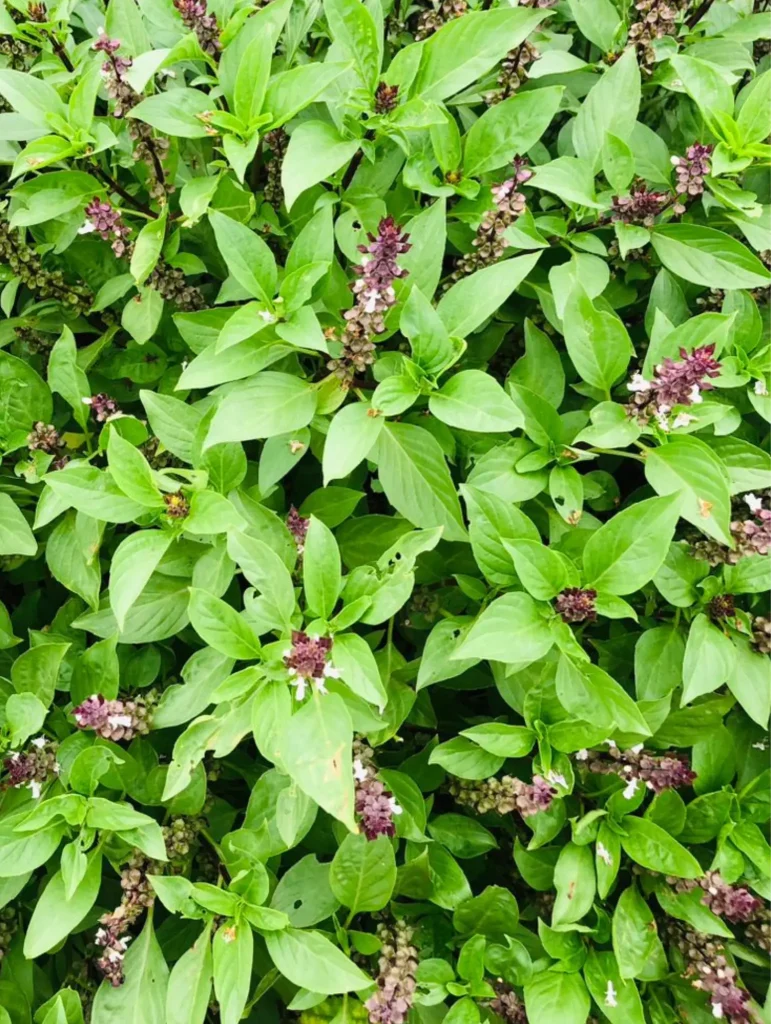 Efinrin Obuniru, a lesser-known Nigerian scent leaf variety valued in traditional healing and herbal preparations.