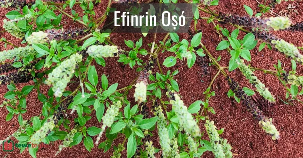 Ewe Efinrin Oso – Yoruba medicinal herb for typhoid fever – Traditional Nigerian herbal medicine