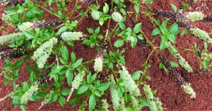 Ewe Efinrin Oso – Yoruba medicinal herb for typhoid fever – Traditional Nigerian herbal medicine