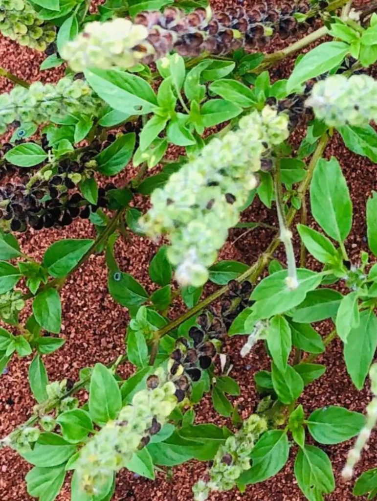 Efinrin Oso, the least-known Nigerian scent leaf variety valued in traditional healing and herbal preparations.
