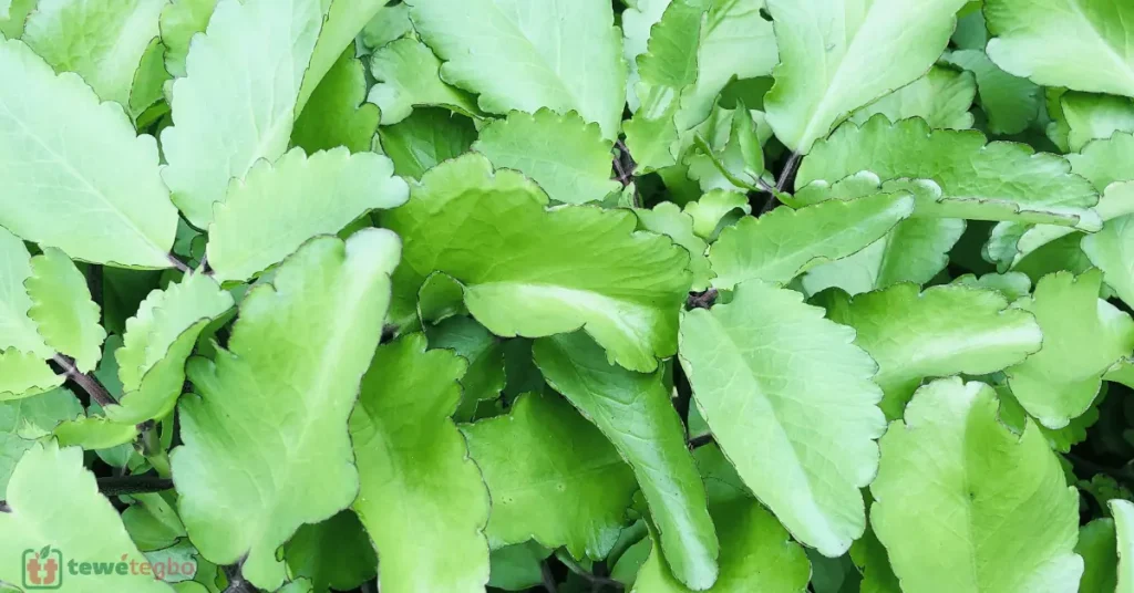 Ewe Abamoda (Miracle Leaf) – Yoruba medicinal herb for high blood pressure, ear pain, cough, asthma and ulcer – Traditional Nigerian herbal medicine