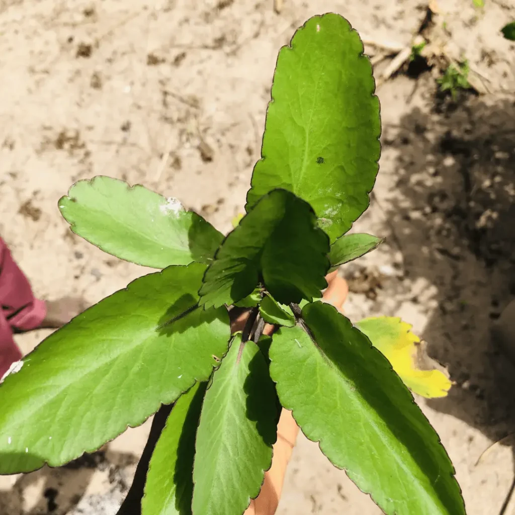Ewe Abamoda picture - Miracle Leaf picture - Yoruba Nigeria Traditional Herb