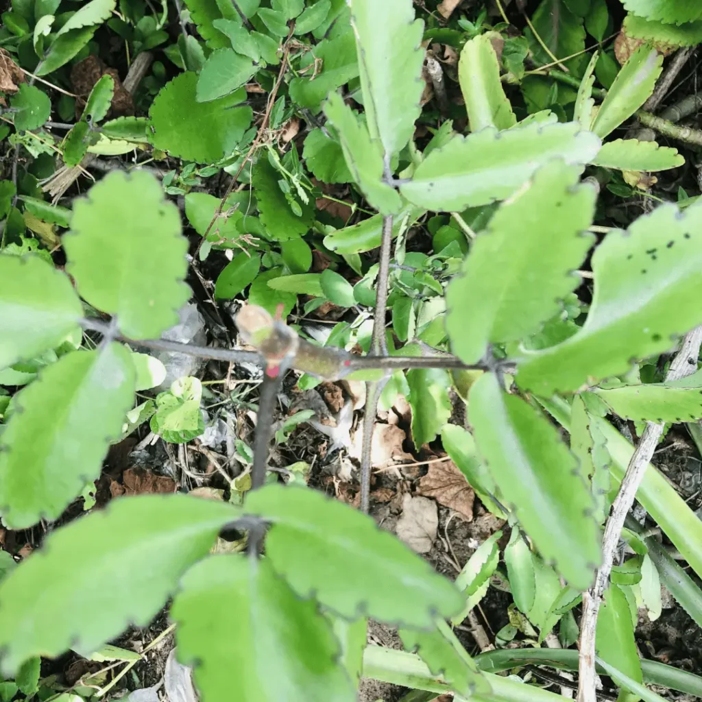 Ewe Abamoda picture - Miracle Leaf picture - Yoruba Nigeria Traditional Herb