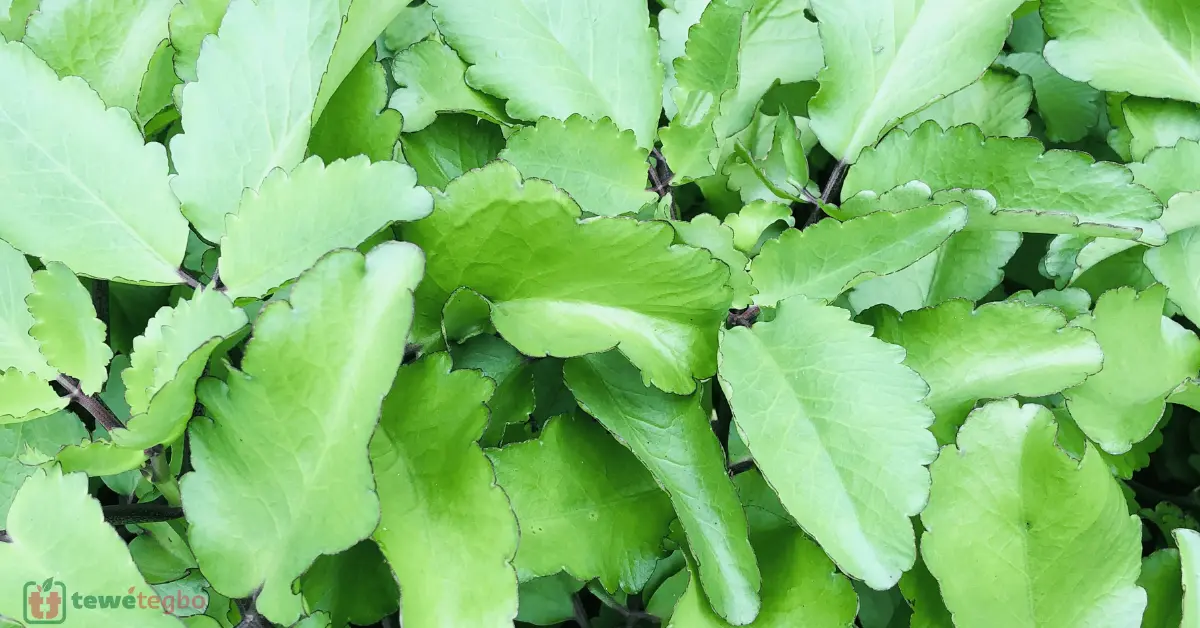 Ewe Abamoda (Miracle Leaf) – Yoruba medicinal herb for high blood pressure, ear pain, cough, asthma and ulcer – Traditional Nigerian herbal medicine