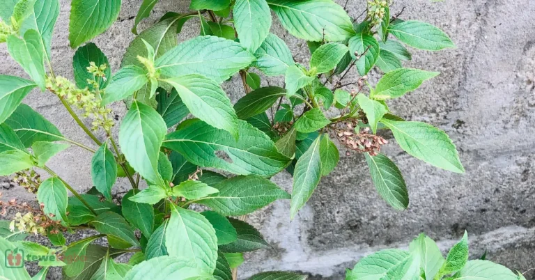Ewe Efinrin (Scent Leaf) – Yoruba medicinal herb for stomachache, skin infection, cough, catarrh – Traditional Nigerian herbal medicine