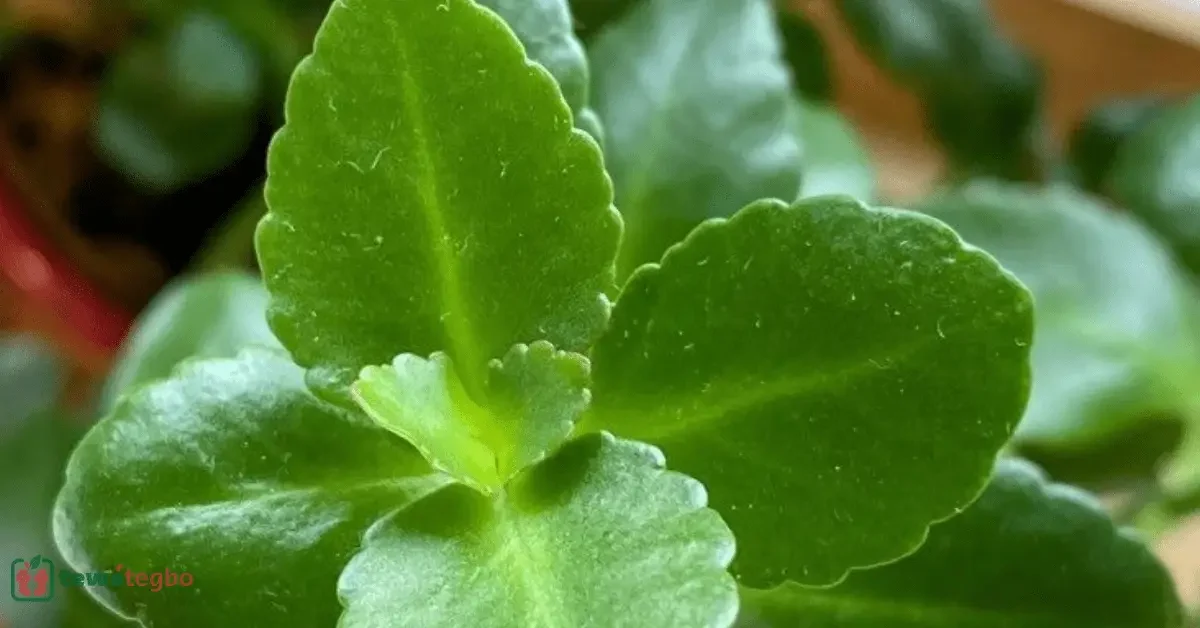 Ewe Odundun (Leaf of Calm) – Yoruba medicinal herb for ulcer, childbirth support – Traditional Nigerian herbal medicine