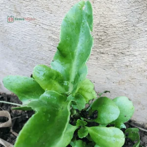 Aworan Ewe Odundun - Kalanchoe Crenata - Yoruba Nigeria Traditional Herb