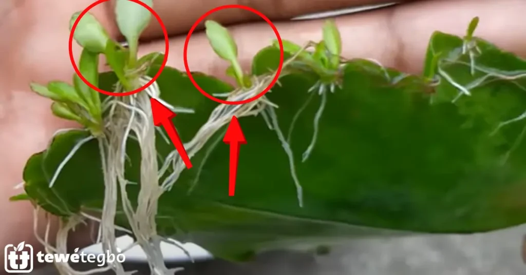 Ewe Abamoda (Miracle leaf) sprouting from the edges of a mature leaf, showing small plantlets forming along the margins.