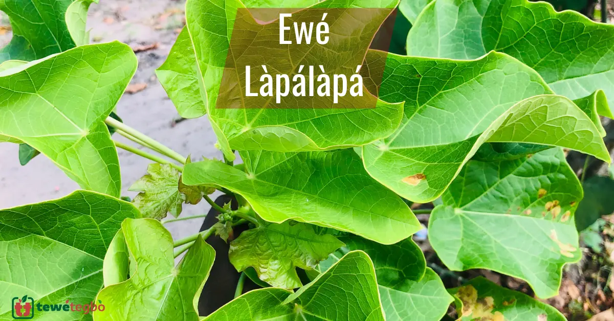 Ewe Lapalapa Funfun (Jatropha Curcas) – Yoruba medicinal herb for constipation, mouth infection, malaria – Traditional Nigerian herbal medicine