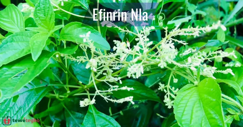 Ewe Efinrin Nla (Efinrin Igbo) – Yoruba medicinal herb for typhoid fever – Traditional Nigerian herbal medicine