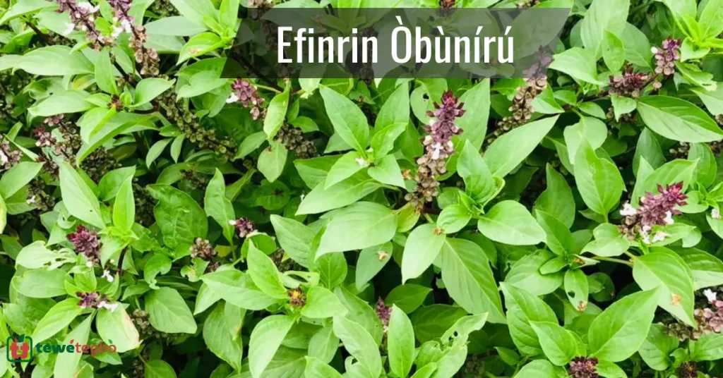 Ewe Efinrin Obuniru – Yoruba medicinal herb for typhoid fever – Traditional Nigerian herbal medicine