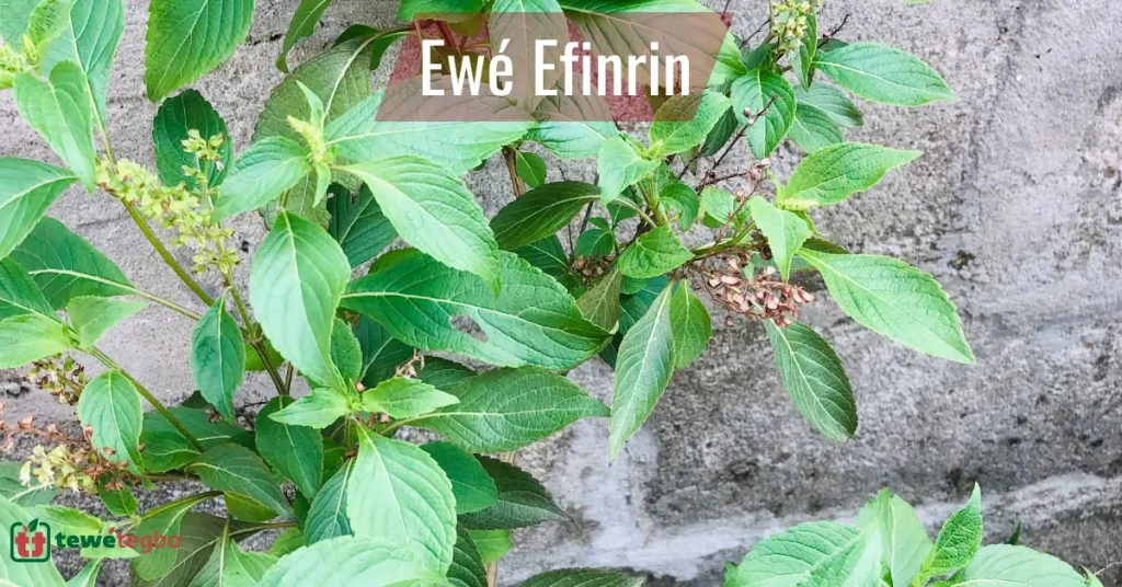 Ewe Efinrin (Scent Leaf) – Yoruba medicinal herb for stomachache, skin infection, cough, catarrh – Traditional Nigerian herbal medicine