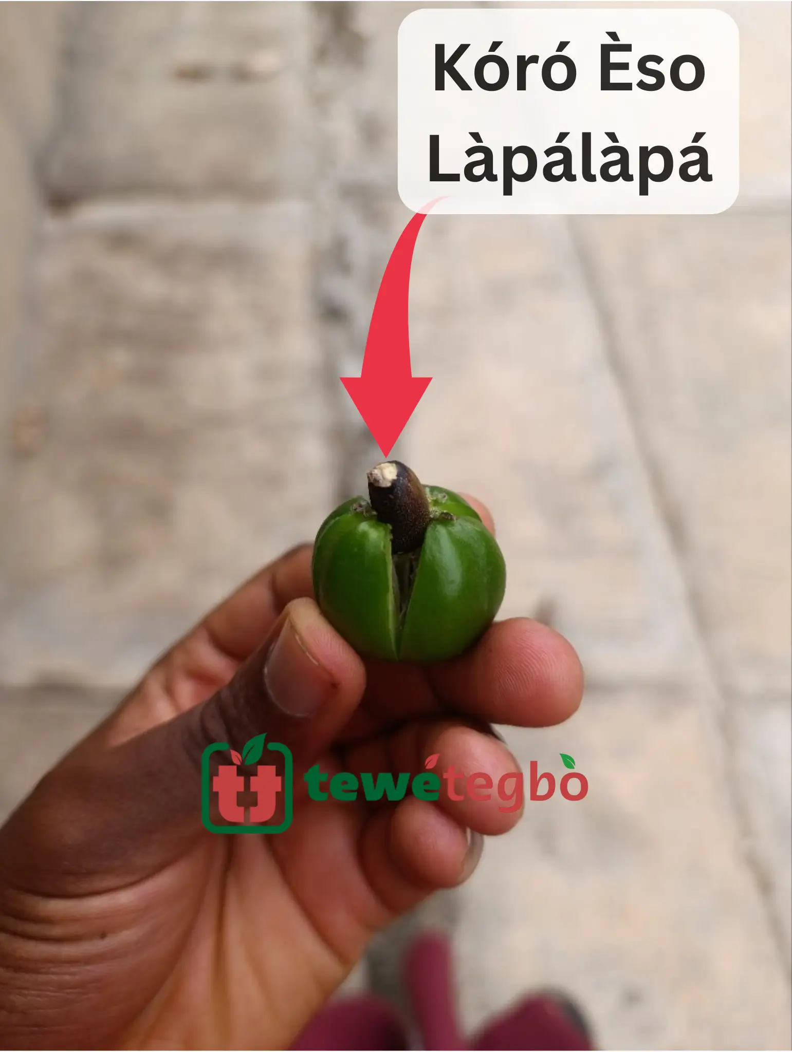Koro Eso Lapalapa Funfun - Jatropha Curcsas Seed - Yoruba Nigeria Traditional Herb