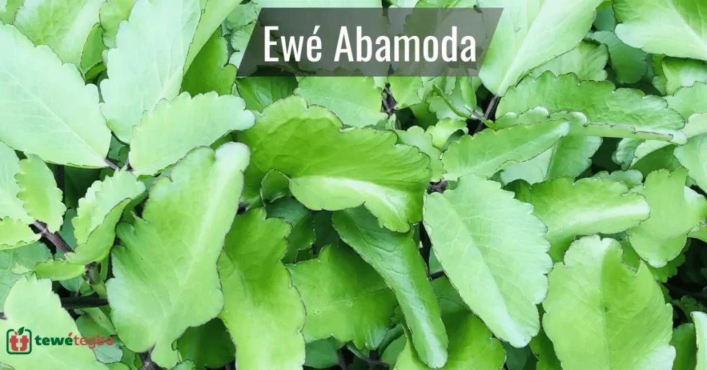 Ewe Abamoda (Miracle Leaf) – Yoruba medicinal herb for high blood pressure, ear pain, cough, asthma and ulcer – Traditional Nigerian herbal medicine