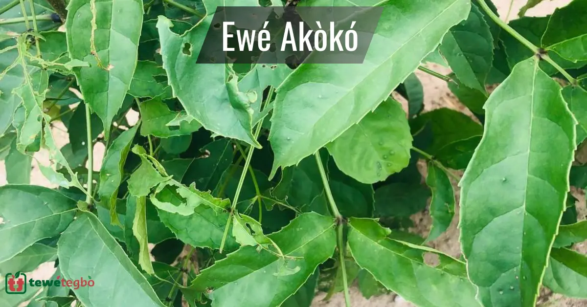 Ewe Akoko (Fertility Leaf) – Yoruba medicinal plant for fertility support – Traditional Nigerian herbal medicine