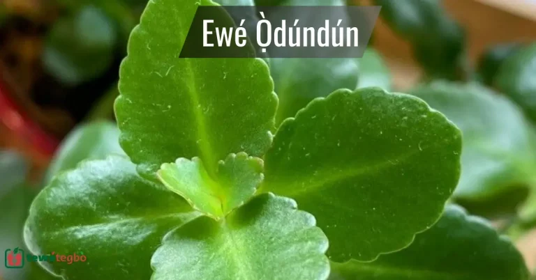 Ewe Odundun (Leaf of Calm) – Yoruba medicinal herb for ulcer, childbirth support – Traditional Nigerian herbal medicine