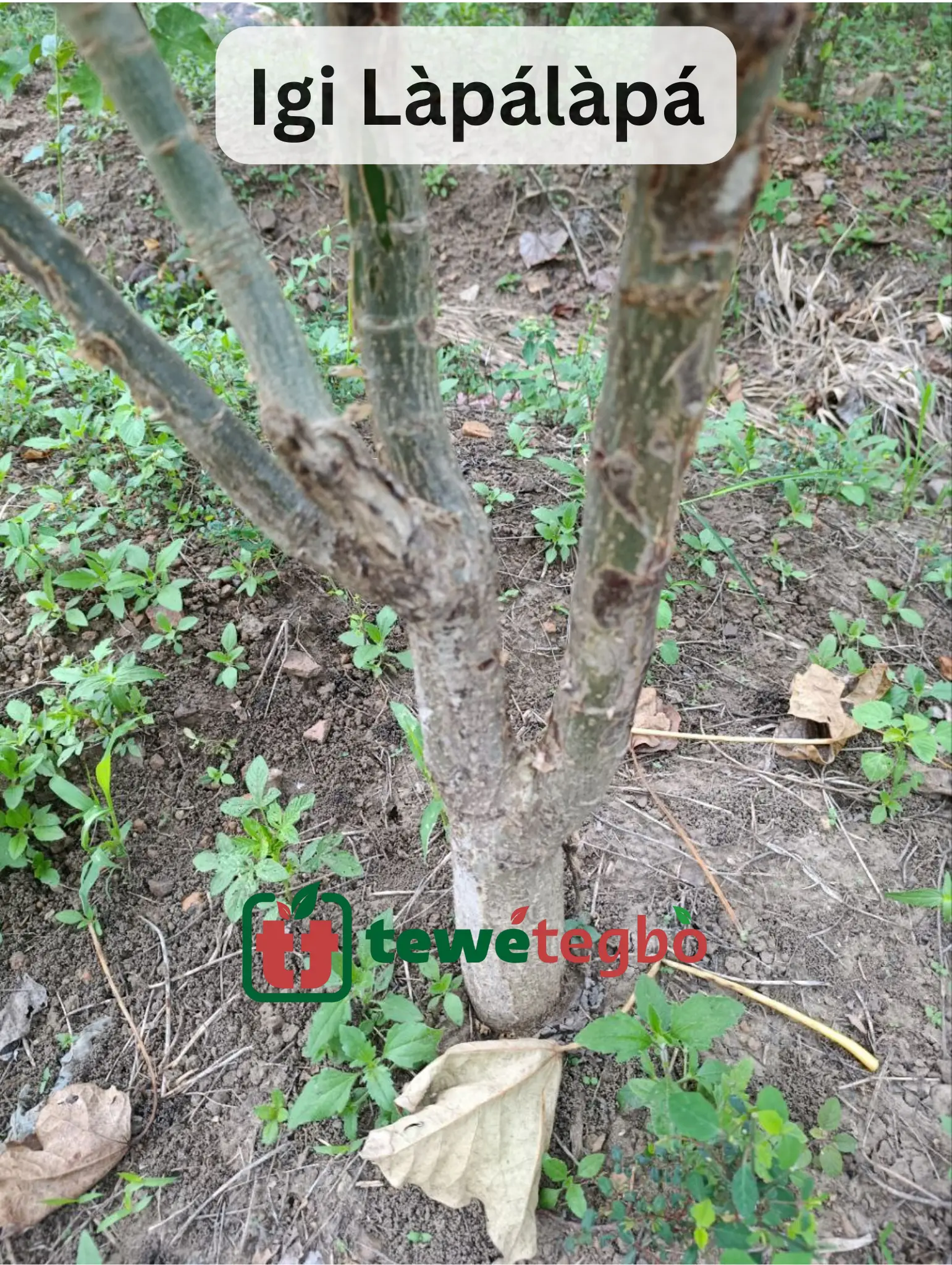 Igi Lapalapa Funfun - Jatropha Curcsas Bark - Yoruba Nigeria Traditional Herb