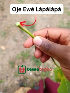 Oje Ewe Lapalapa Funfun - Jatropha Curcsas Stem's Sap - Yoruba Nigeria Traditional Herb