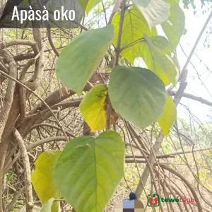 Apasa oko