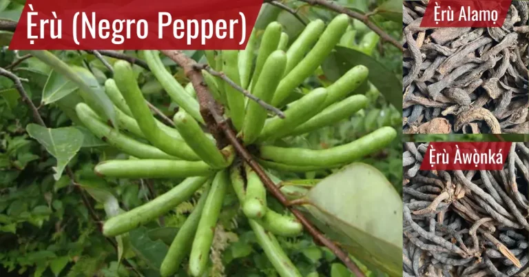 Eru Alamo - Eru Awonka - Negro Pepper