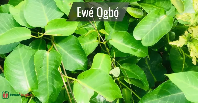 Ewe Ogbo leaf, sometimes called Ewe Ogbon