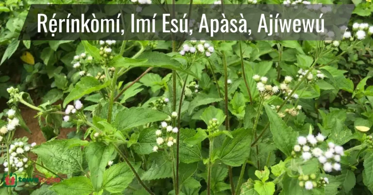 Ewe Rerinkomi sometimes called Imi Esu (or Imin Esu), Apasa, Ajiwewu, Pakududu, Rerin Nreyin, and Kojoloti.