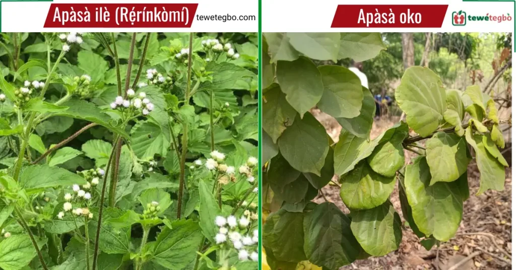 Difference between "apasa ile" and "apasa oko"