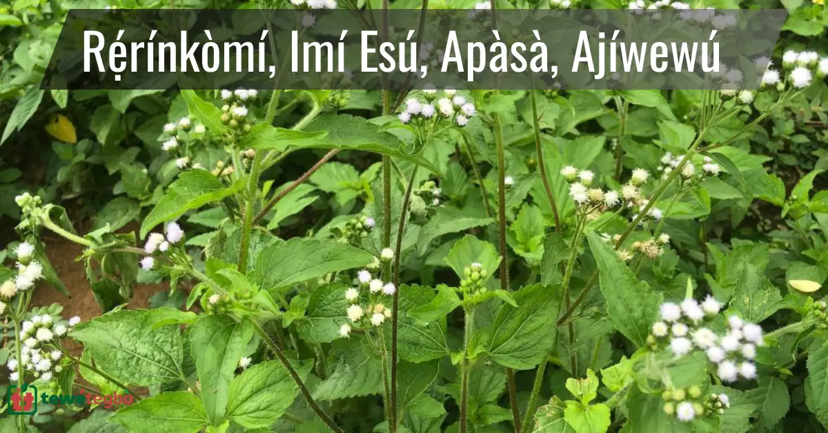 Ewe Rerinkomi sometimes called Imi Esu (or Imin Esu), Apasa, Ajiwewu, Pakududu, Rerin Nreyin, and Kojoloti.