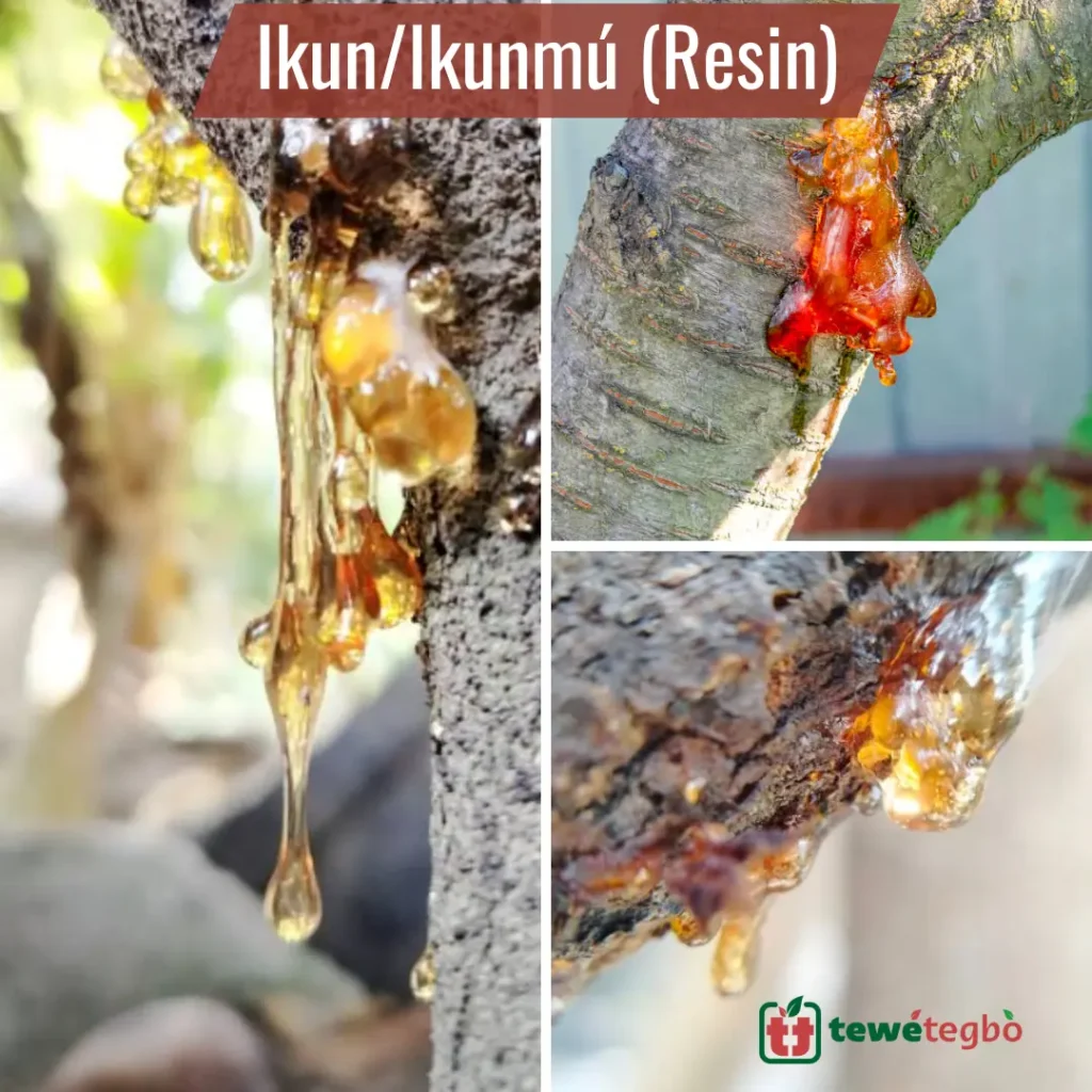 Tree Resin (Ikun/Ikumu)