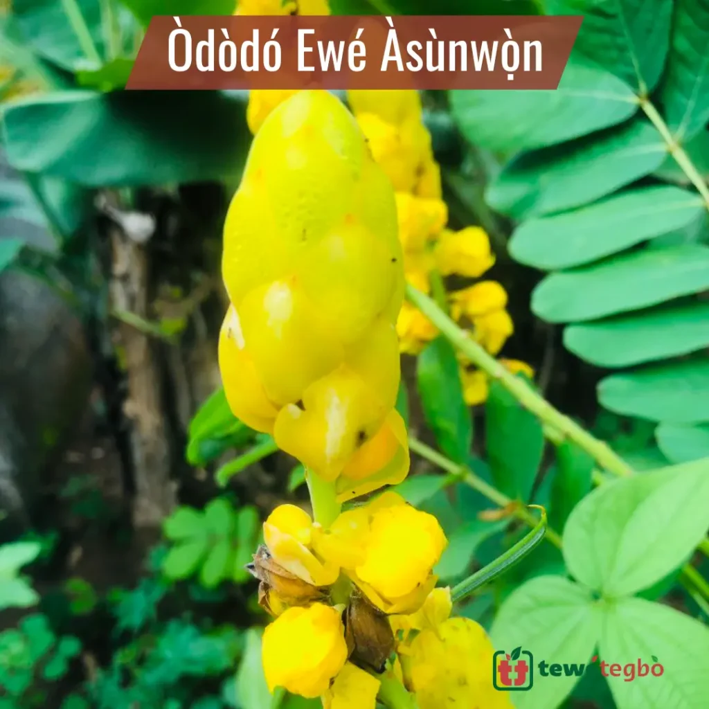 Ododo ewe asunwon (Cassia Alata flower)