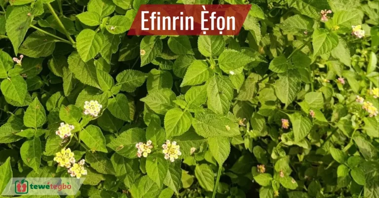 Efinrin Efon - Lantana Camara