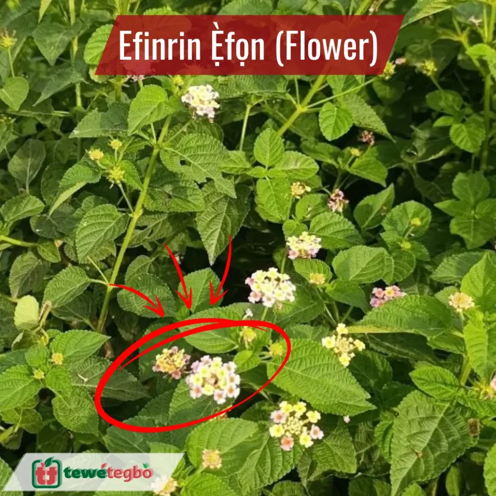 Efinrin Efon - Lantana Camara Flower
