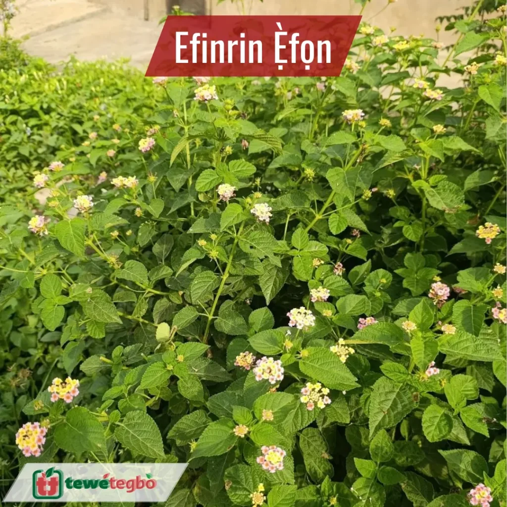 Efinrin Efon - Lantana Camara