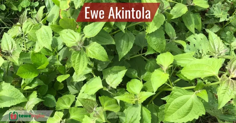 Ewe Akintola (Chromolaena odorata)