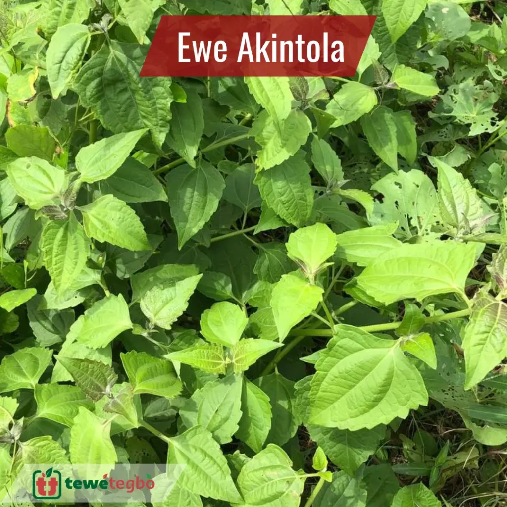 Ewe Akintola (Chromolaena odorata)