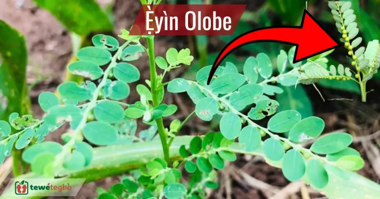 ewe eyin olobe