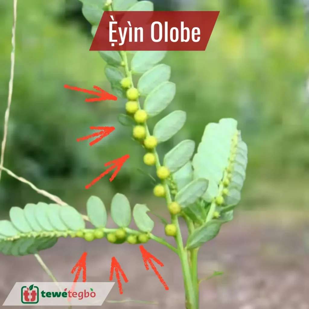 Eyin Olobe