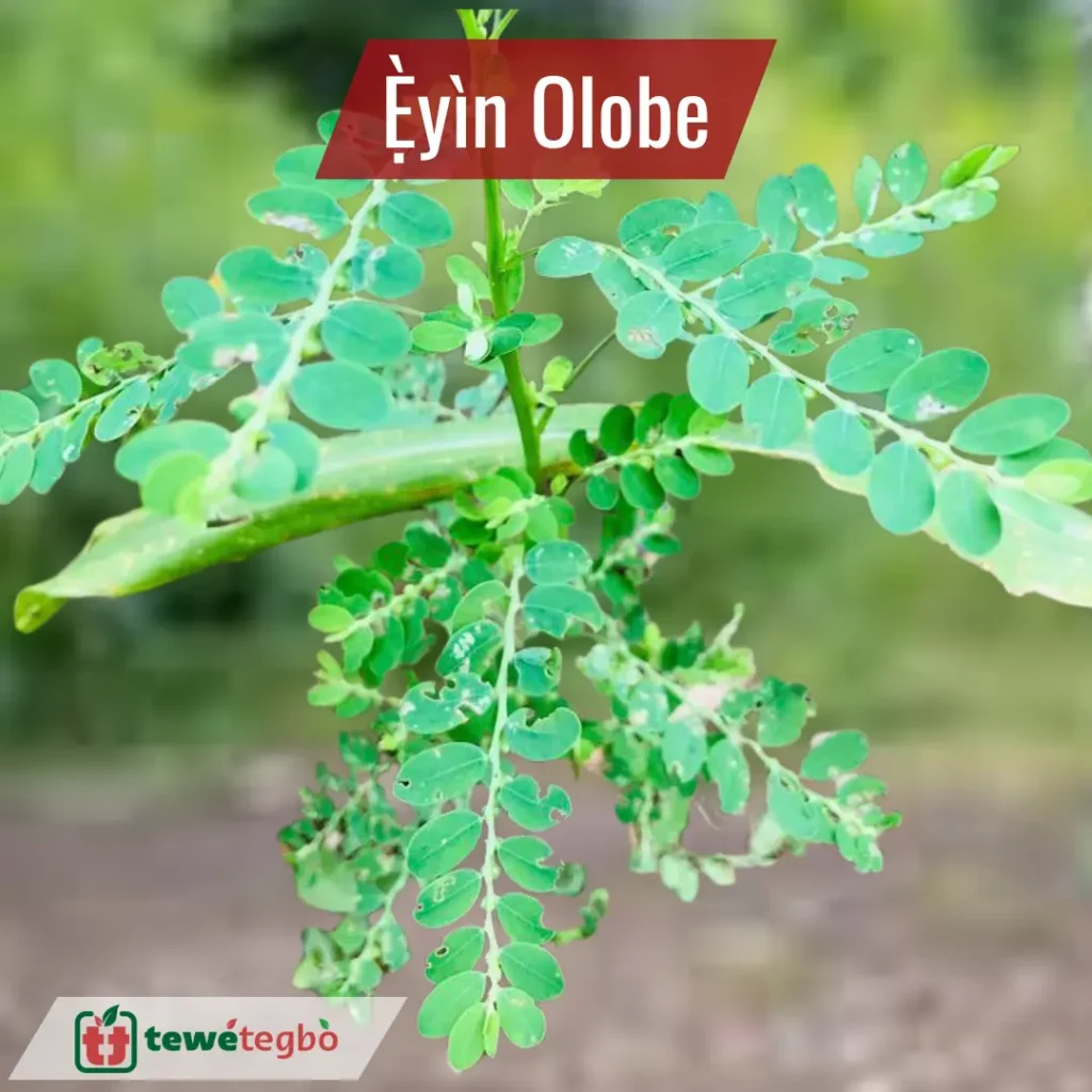 Eyin Olobe Leaf